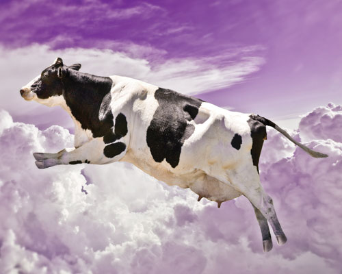 Cyclone the Flying Cow - She's like Chuck Yeager, if Chuck Yeager were a cow. And a girl.