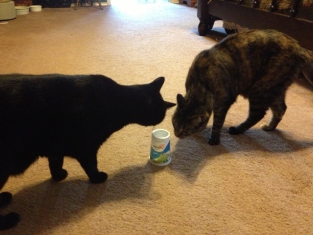 Cats eating yogurt. It never really wa a contest, was it?